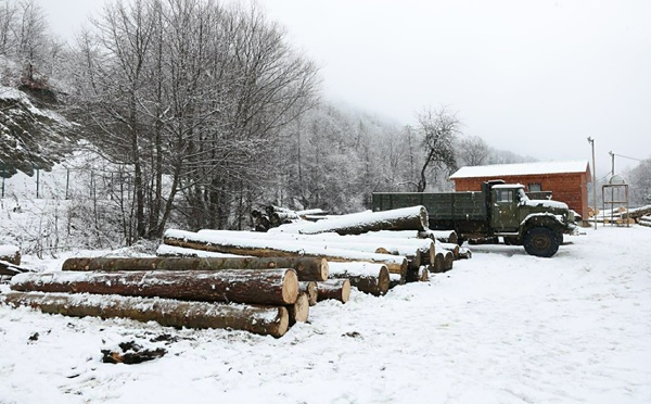 ბაკურიანი-წაღვერის სატყეო უბანზე დიდი ოდენობით ხე-ტყის უკანონო მოპოვებისა და ტრანსპორტირების ფაქტი გამოავლინეს