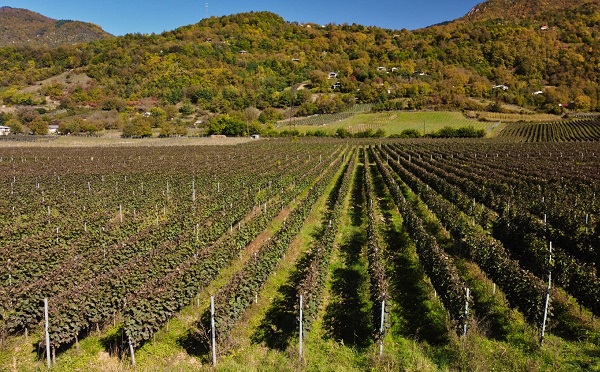 კომერციული ვენახების გაშენებაზე თანხმობის გაცემა დაკავშირებულია მხოლოდ ღვინის ხარისხის გაუმჯობესებასთან - ლევან მეხუზლა