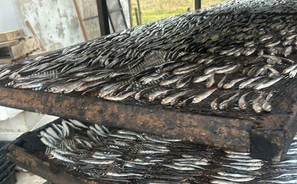 სურსათის ეროვნულმა სააგენტომ თევზის შესაბოლ არალეგალურ საწარმოში კრიტიკული შეუსაბამობები გამოავლინა