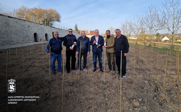 ლევილის ქართველთა მამულში  ვაზის გაშენების სამეცნიერო-მეთოდურ მხარდაჭერას სოფლის მეურნეობის სამეცნიერო-კვლევითი ცენტრი უზრუნველყოფს