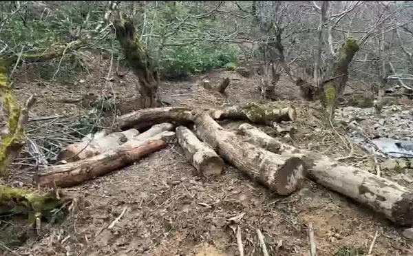 იმერეთში ხე-ტყის უკანონო მოპოვების ფაქტები გამოვლინდა