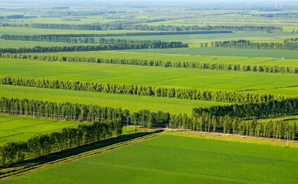 ქარსაფარი ზოლების ინვენტარიზაცია 2026 წელს ოთხ რეგიონში, 4 893.04 ჰექტარ ფართობზე ჩატარდება