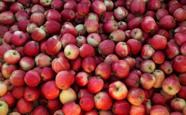 თებერვალში ვაშლის ექსპორტის მოცულობა 54%-ით გაიზრდა