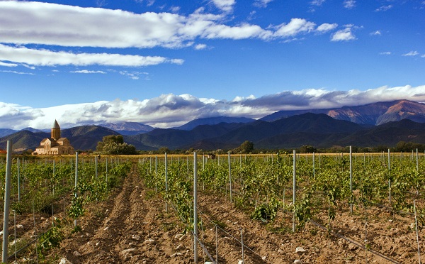 ვენახების გაშენებაზე თანხმობა ევროკავშირის ღვინის მწარმოებელ ყველა ქვეყანაში გაიცემა - ლევან მეხუზლა