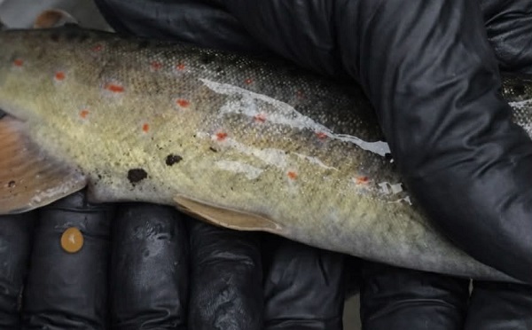 გორის მუნიციპალიტეტის დათევზიანებულ მდინარეებში ნაკადულის კალმახის პოპულაციის მონიტორინგი განხორციელდა