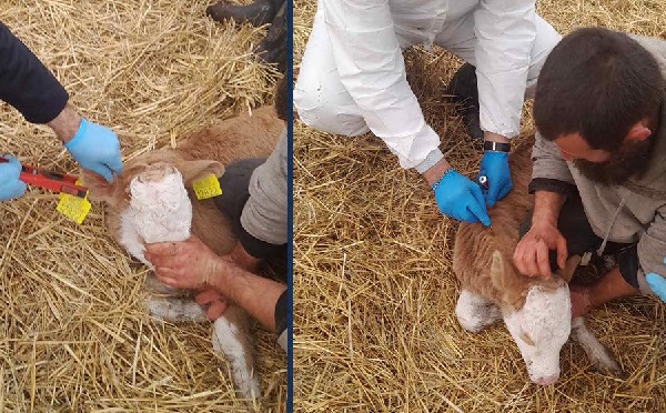 დედოფლისწყაროს მუნიციპალიტეტში მსხვილფეხა საქონელს ცოფი დაუდასტურდა