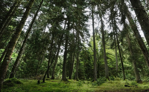 ტყე სტრატეგიული მნიშვნელობის რესურსია ქვეყნისთვის, რომელიც არის უსაფრთხო გარემოს გარანტი და აქვს პოტენციალი საკუთარი წვლილი შეიტანოს ქვეყნის განვითარებაში - ნათია იორდანიშვილი