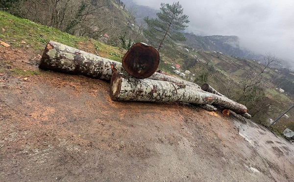 აჭარასა და გურიაში უკანონო ტყითსარგებლობის ფაქტები გამოვლინდა