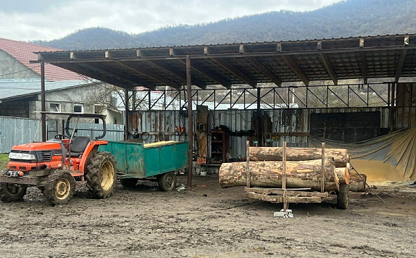 კახეთში ხე-ტყის უკანონო მოპოვების ფაქტები გამოვლინდა