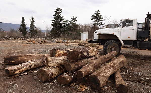 საჩხერეში, წითელი ნუსხით დაცული წაბლის სახეობის სამასალე მერქანი უკანონოდ მოიპოვეს