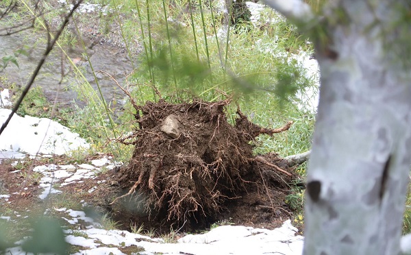 მიმდინარეობს უხვი ნალექის მიერ გამოწვეული ზარალის დათვლის პროცესი - ეტაპობრივად ყველა დაზარალებულს მივხედავთ - კახა კალაძე