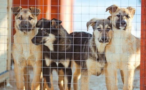 გორში, მიუსაფარ შინაურ ცხოველთა თავშესაფარში სამართალდარღვევა არ გამოვლინდა - გარემოსდაცვითი ზედამხედველობის დეპარტამენტი