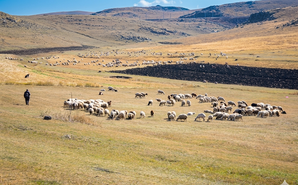 ნინოწმინდის მუნიციპალიტეტში 16 ათას ჰექტარზე მეტი საძოვარი დარეგისტრირდა