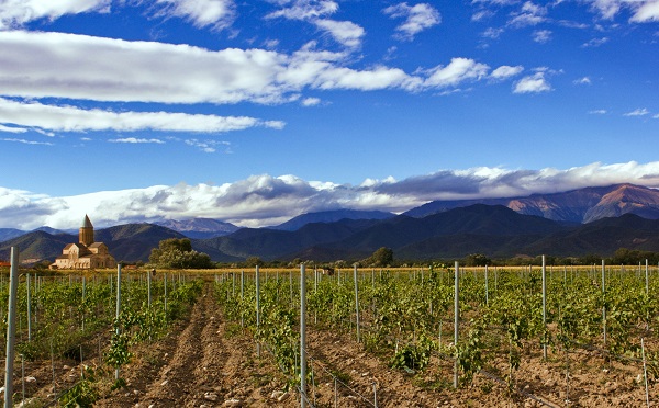 გარემოს დაცვისა და სოფლის მეურნეობის მინისტრის ბრძანებით სამეწარმეო ვენახის გაშენების წესი დამტკიცდა