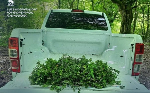 გარემოსდაცვითი ზედამხედველობის დეპარტამენტი ბზის უკანონო მოპოვება-ტრანსპორტირებაზე მკაცრ კონტროლს ახორციელებს