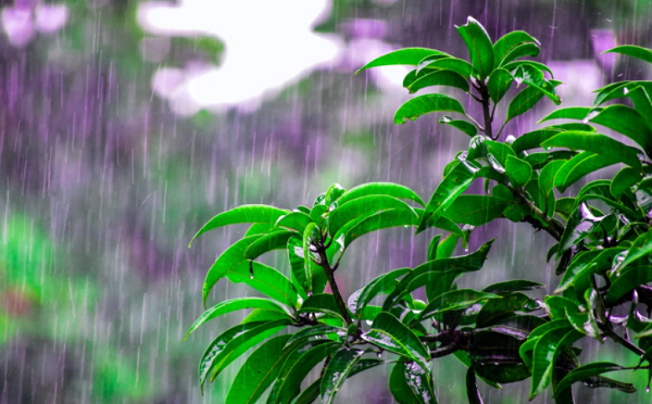 საქართველოში 18 აპრილს თბილი და უნალექო ამინდი იქნება, 19-20 აპრილს კი ამინდი გაუარესდება, მოსალოდნელია ნალექი, დაიკლებს ჰაერის ტემპერატურაც