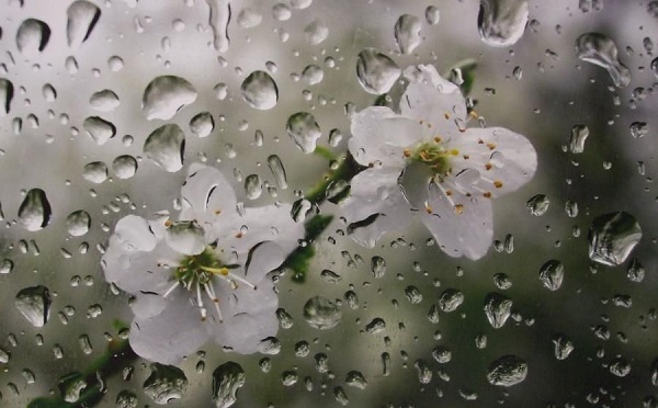 პირველ მაისამდე საქართველოში მცირე ნალექი შენარჩუნდება