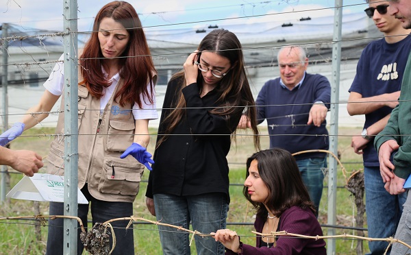 ჯიღაურაში ყურძნის მავნებლების მართვის ეკომეგობრული მეთოდი ინერგება