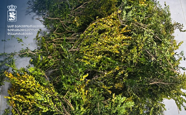 ტყიბულში ბზის უკანონო მოპოვების ფაქტი გამოვლინდა