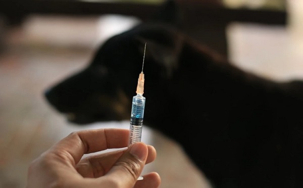 მარტვილის მუნიციპალიტეტში ცოფი გამოვლინდა