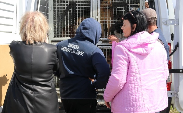 502 აყვანილი ძაღლიდან 435 უკვე დაუბრუნდა გარემოს, დანარჩენი ცხოველები, ვეტერინარული მანიპულაციების შემდეგ, ეტაპობრივად დაუბრუნდებიან - სურსათის ეროვნული სააგენტო