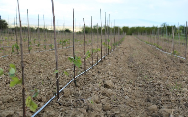 ჯიღაურაში კლიმატის ცვლილებასთან ადაპტირებული ვაზის ჯიშებისა და საძირეების კვლევა მიმდინარეობს