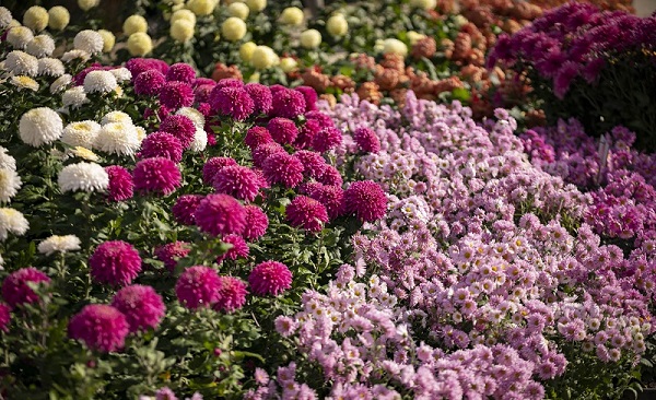 ბოტანიკურ ბაღში 